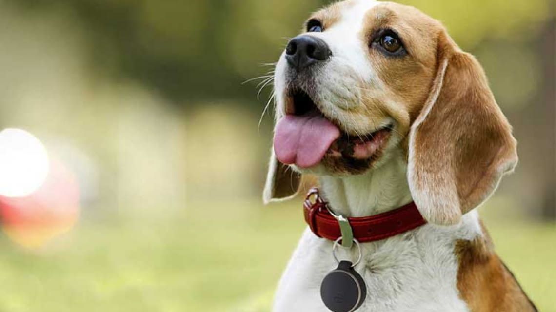 Astrolabe Norm komplet GPS-Tracker für Hunde im Test Vergleich