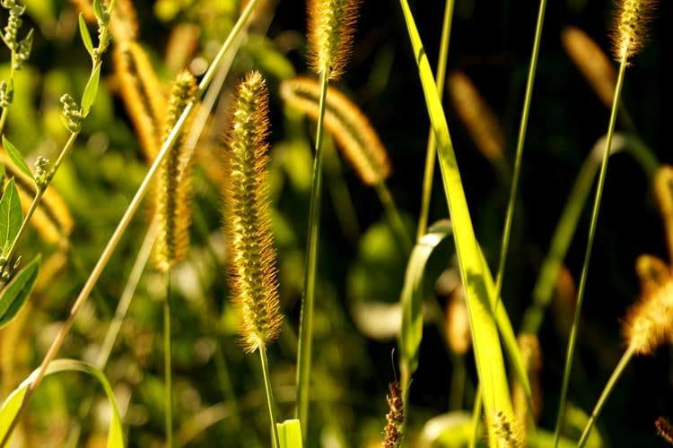 Blumen- und Gräserpollen können Allergikern schnell gefährlich werden