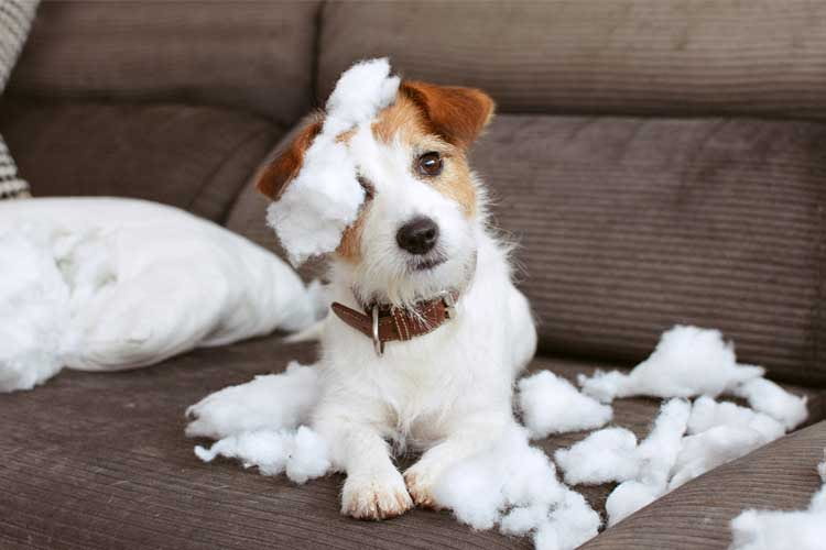 Mit einer Hundekamera können Tierbesitzer einschreiten, bevor der Vierbeiner zuhause allein für Chaos sorgt