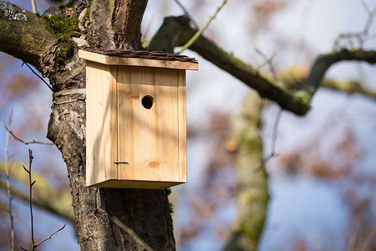 Die besten Vogelhäuser