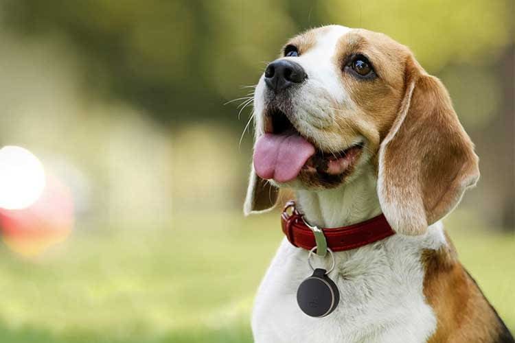 Dank GPS-Tracker lassen sich entlaufene Hunde schnell wiederfinden