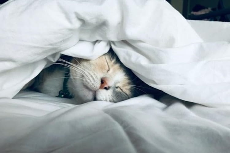 Katze unter Bettdecke