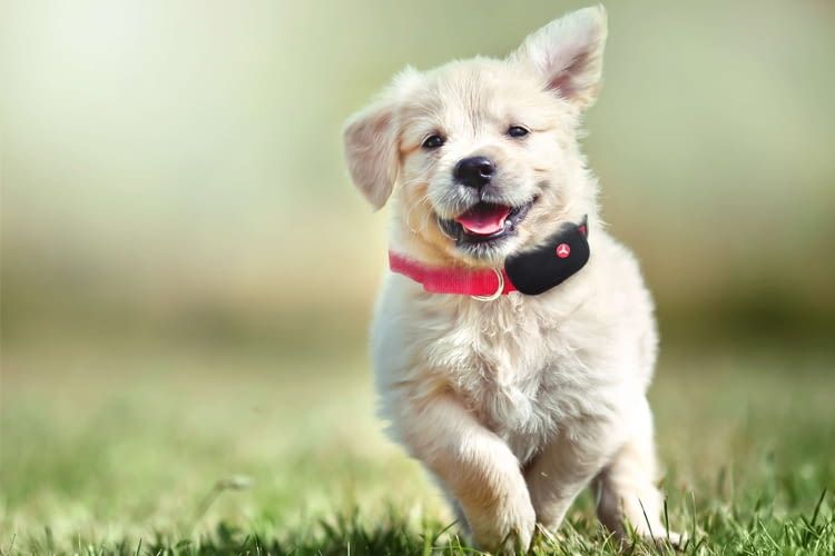 Hunde und andere Haustiere lassen sich mit Yepzon One tracken