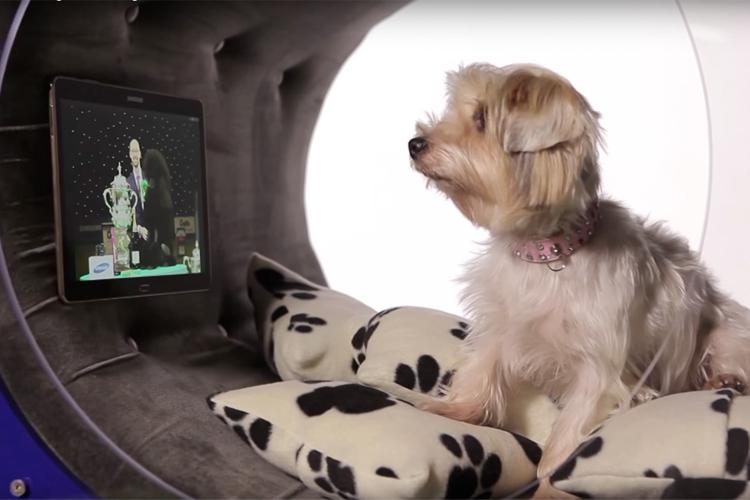 Doghouse von Samsung. Smart Home für die Hunde