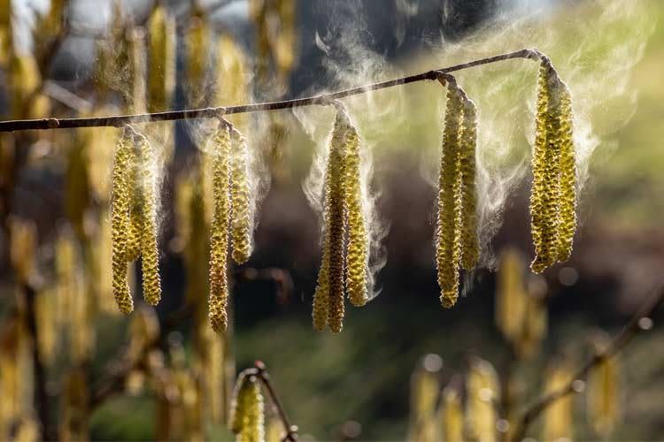 Durch Türen und Fenster oder an der Kleidung haftend gelangen Allergene nach drinnen