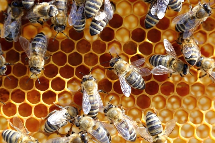 Das Bienensterben betrifft uns direkt: Rund 35% der Nahrungsproduktion weltweit hängt von der Bestäubung durch Insekten ab