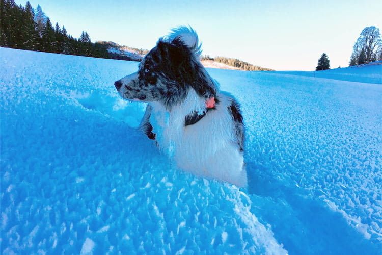 furryfit ist Aktivitätstracker und Gesundheitsmonitor für Hunde in einem