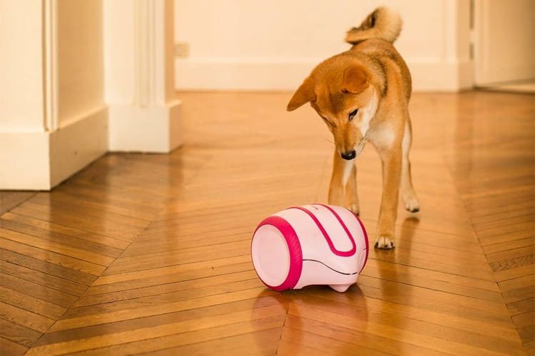 Der mobile Laika Roboter von Camtoy soll Hunde während der eigenen Abwesenheit sinnvoll beschäftigen