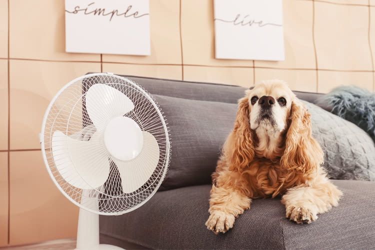 Wir erklären, welche Tischventilatoren sich für wen eignen