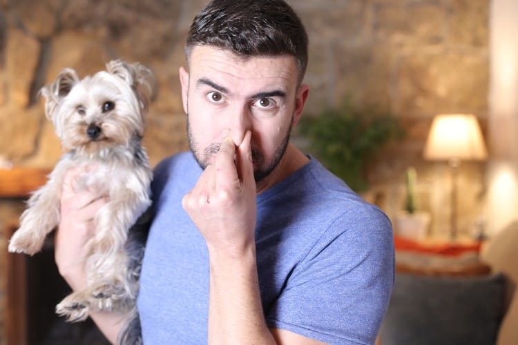 I purificatori d'aria con filtri a carboni attivi possono ridurre efficacemente gli odori degli animali domestici