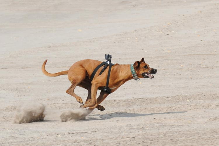 Manche Actioncams lassen sich auch am Hundegeschirr befestigen