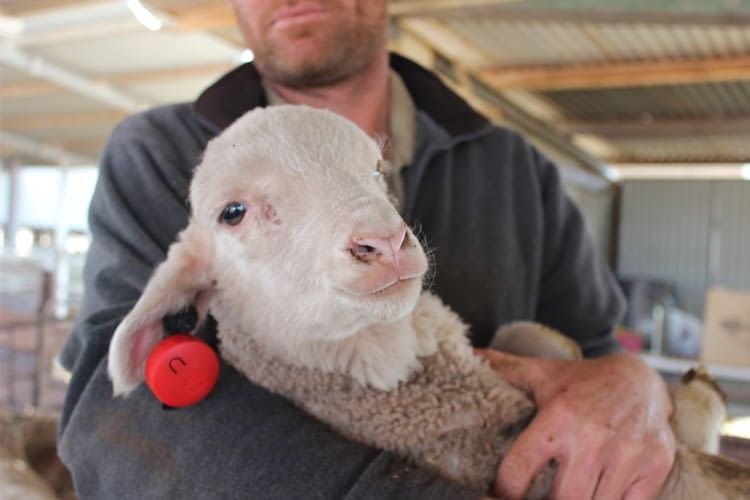 Es fehlt weltweit an der richtigen Sorte von Schafen, dies will SmartShepherd ändern