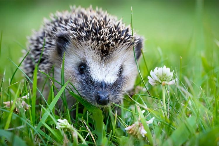 Igel fressen Schädlinge wie Zecken, Engerlinge oder Schnecken und gelten daher als Nützlinge