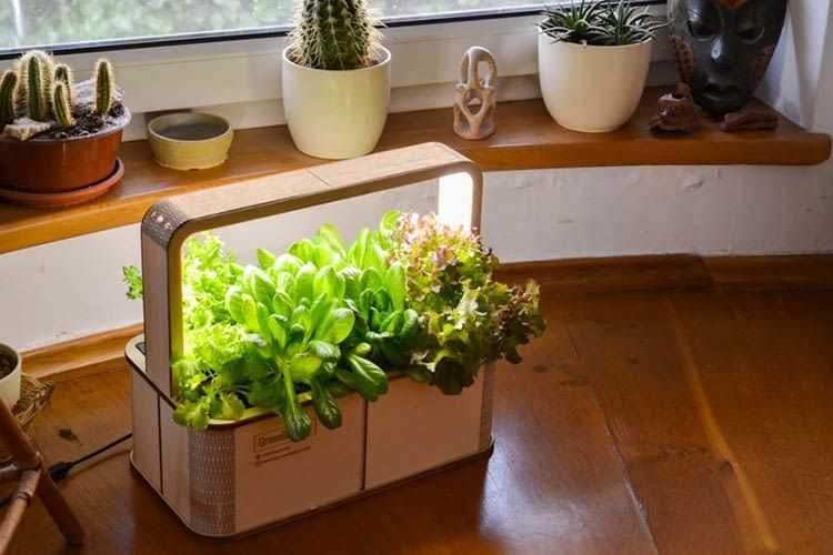Mit der GreenBox von BerlinGreen kann Jeder  Gärtner werden