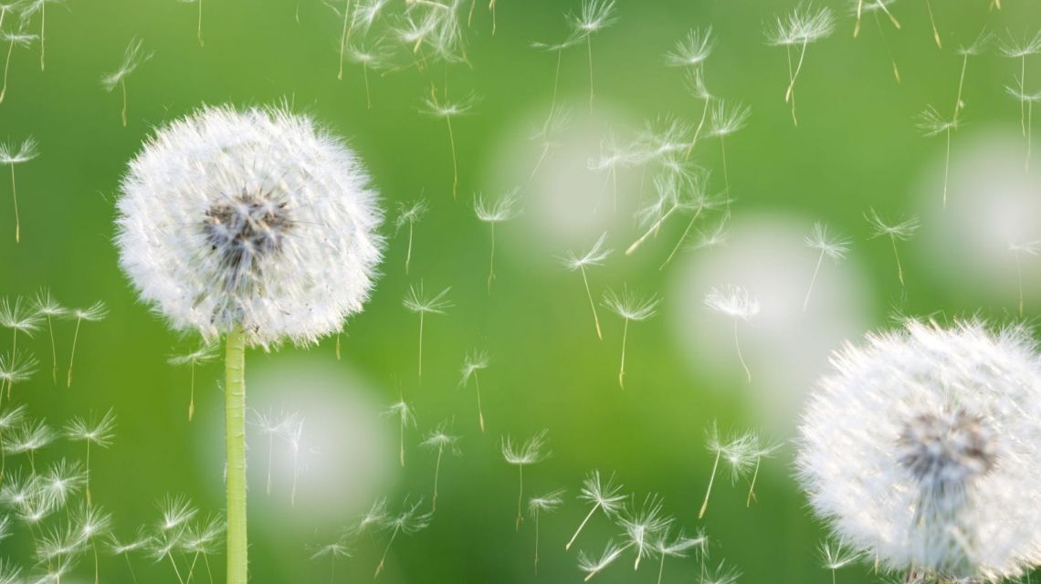 GreenIQ Benachrichtigung Wind Bewässerung