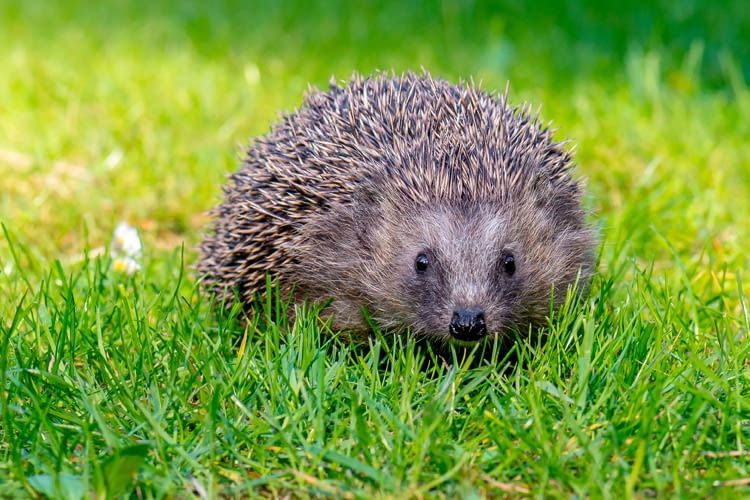 Igel sind besonders von Mährobotern bedroht, da sie nicht weglaufen, sondern sich zu einer Kugel einrollen