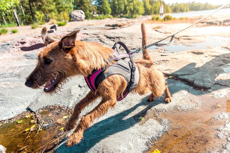 Die kompakte Größe macht den Tracker zum perfekten Begleiter für jede Hundeart