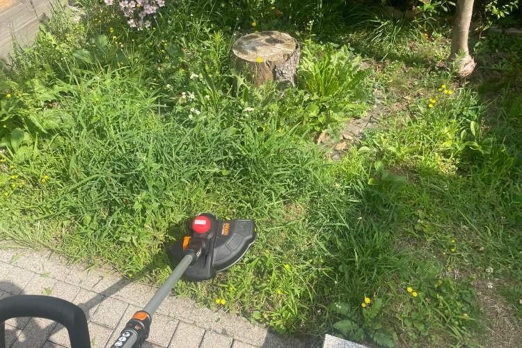 Mit dieser verwilderten Fläche hatte der Worx WG173 gar keine Probleme