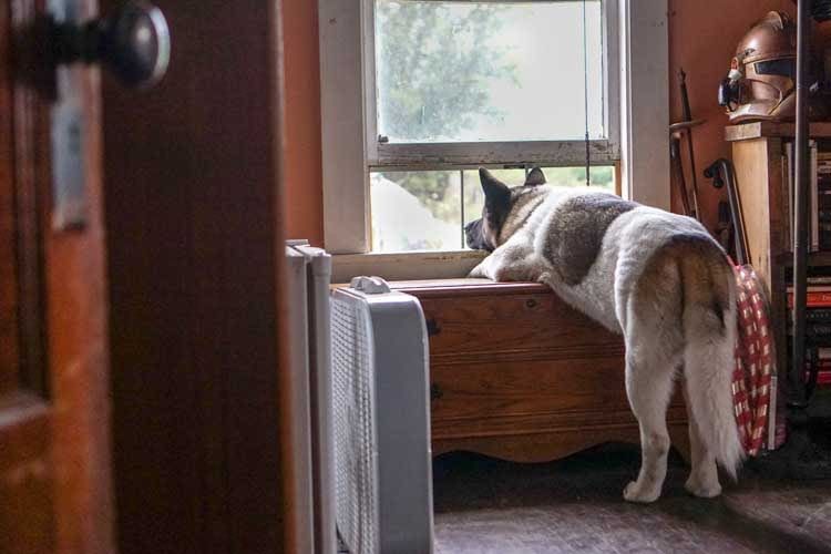 Hunde sollten nie über einen langen Zeitraum allein zuhause bleiben