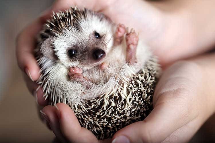 Nachtaktive Igel sind besonders von Mährobotern bedroht, da sie nicht weglaufen, sondern sich zu einer Kugel zusammenrollen