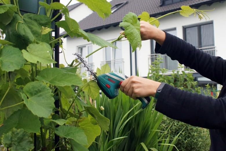 Wir haben im Test einen Bosch Trimmer zur Entfernung von Weinlaub benutzt