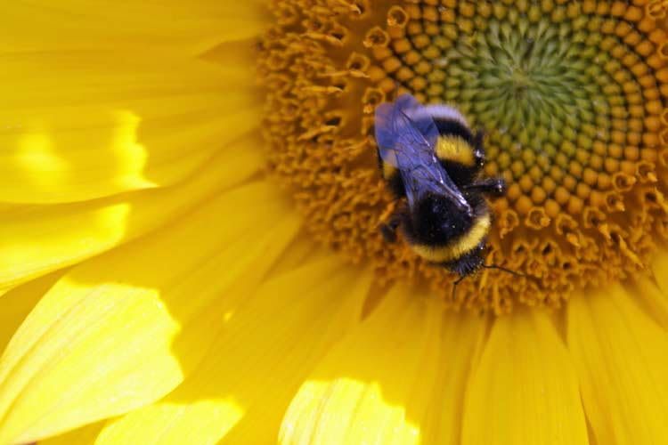 Was Bienen und Hummeln freut, kann bei Menschen zu Atemnot und laufender Nase führen