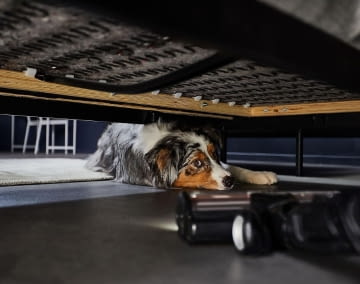 Augen auf beim Saugerkauf: Der Frühjahrsputz bei MediaMarkt bietet satte Rabatte!