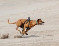 Manche Actioncams lassen sich auch am Hundegeschirr befestigen