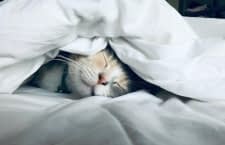 Katze unter Bettdecke