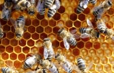 Das Bienensterben betrifft uns direkt: Rund 35% der Nahrungsproduktion weltweit hängt von der Bestäubung durch Insekten ab