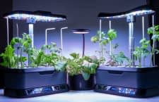 Mit Smarten Indoor Gärten lässt sich auch in der Wohnung Gemüse anpflanzen