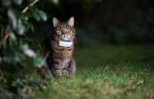 Die besten GPS Halsbänder für Katzen