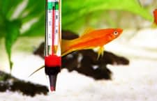 Die besten Aquarienthermometer