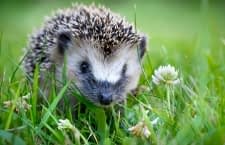 Igel fressen Schädlinge wie Zecken, Engerlinge oder Schnecken und gelten daher als Nützlinge