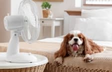 Wir testen und vergleichen Ventilatoren für das Schlafzimmer