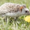 Der Igel ist ein nützlicher Gartenmitbewohner - allerdings benötigt er Schutz vor Mährobotern