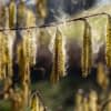 Durch Türen und Fenster oder an der Kleidung haftend gelangen Allergene nach drinnen