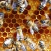 Das Bienensterben betrifft uns direkt: Rund 35% der Nahrungsproduktion weltweit hängt von der Bestäubung durch Insekten ab