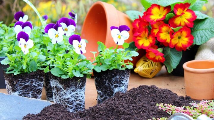 Koubachi Plant Sensor 2 – der Sensor für Ihre Pflanzen