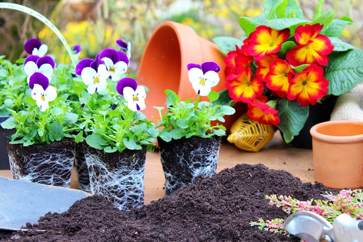 Koubachi Plant Sensor 2 – der Sensor für Ihre Pflanzen