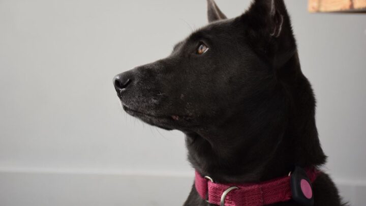 Das will der GPS-Tracker Ping besser machen