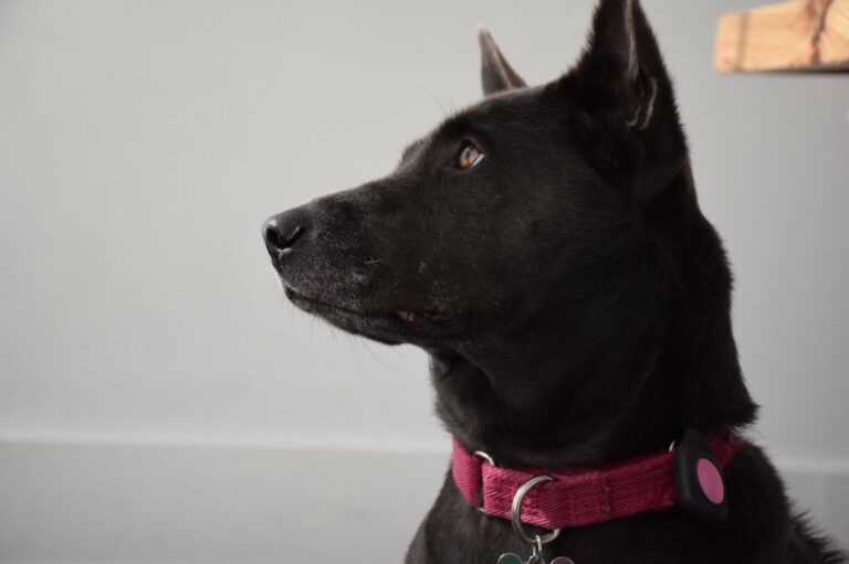 Das will der GPS-Tracker Ping besser machen