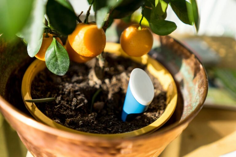 helloplant: Ein grüner Daumen ist eine Frage der richtigen App