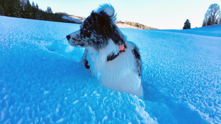furryfit – Smarter Fitnesstracker für (übergewichtige) Hunde