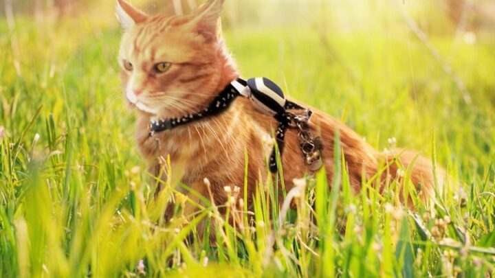 Kippy Vita: Aktivitäts- und GPS-Tracker für Hunde und Katzen