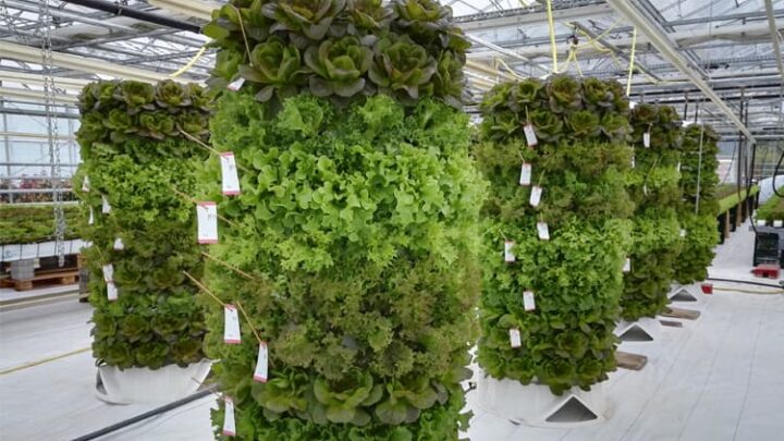 aponix macht erdlose, vertikale Pflanzsysteme für Großstädter