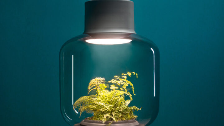 Mygdal lässt Pflanzen ohne Sonnenlicht wachsen