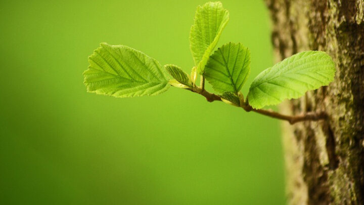 WeNow: Optimierungs-App für sparsameres Autofahren