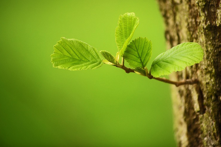 WeNow: Optimierungs-App für sparsameres Autofahren