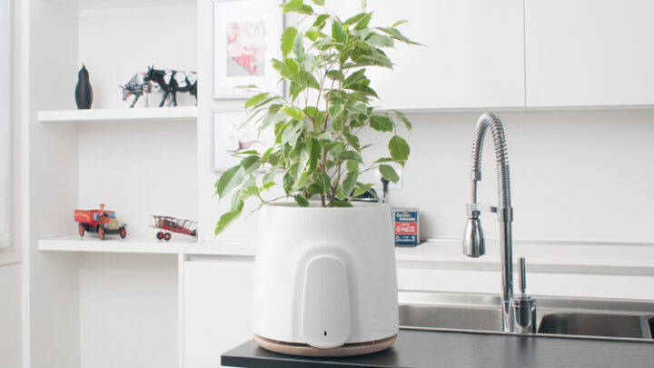 Clairy – reine Raumluft durch die natürliche Kraft der Pflanzen